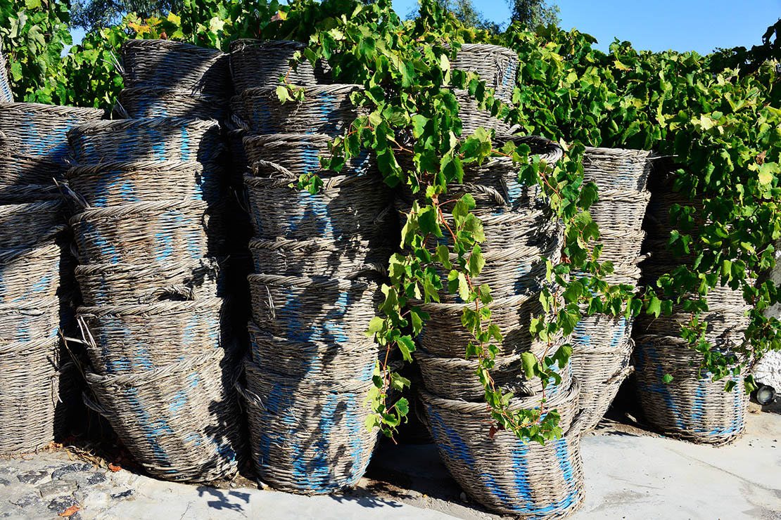Baskets for grapes in Santorini, photo from wine tour